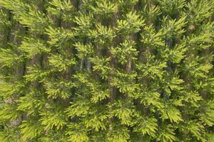 Aerial photographic shot of a poplar forest in spring photo