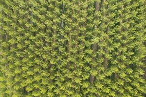 Aerial photographic shot of a poplar forest in spring photo