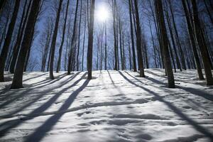 The white mantle of snow under the forest against the light photo