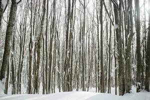 Birch forest after a snowfall in the morning photo