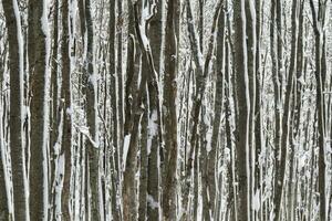 Birch forest after a snowfall in the morning photo