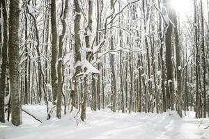 Birch forest after a snowfall in the morning photo