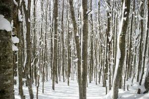 abedul bosque después un nevada en el Mañana foto