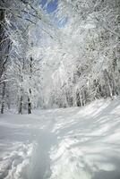Completely snow-covered path in the woods photo
