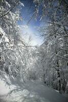 Completely snow-covered path in the woods photo