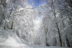 Completely snow-covered path in the woods photo