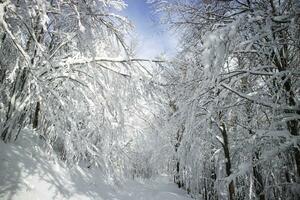 Completely snow-covered path in the woods photo