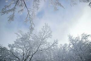 bosque después un nevada en el Mañana foto