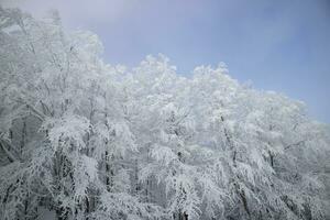 bosque después un nevada en el Mañana foto