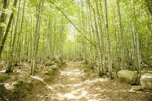 Mountain path under the beech forest photo