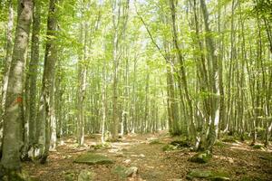 montaña camino debajo el haya bosque foto