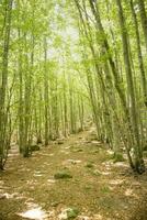 Mountain path under the beech forest photo