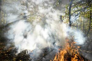 Photographic documentation of an undergrowth fire photo