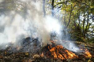 Photographic documentation of an undergrowth fire photo