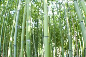 a view up into the canopy of a bamboo forest photo