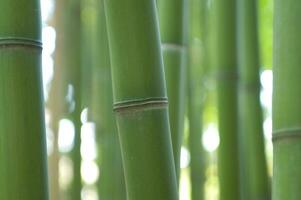 a view up into the canopy of a bamboo forest photo