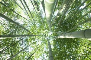 a view up into the canopy of a bamboo forest photo