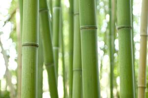 a view up into the canopy of a bamboo forest photo