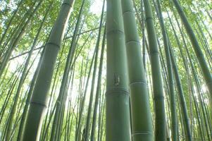 un ver arriba dentro el pabellón de un bambú bosque foto