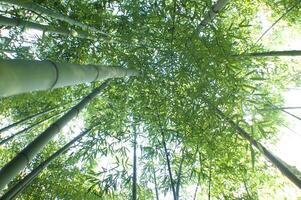 a view up into the canopy of a bamboo forest photo