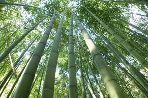 a view up into the canopy of a bamboo forest photo