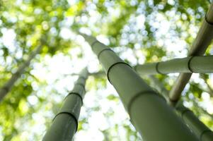 a view up into the canopy of a bamboo forest photo