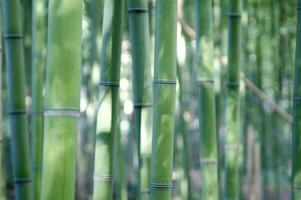 a view up into the canopy of a bamboo forest photo