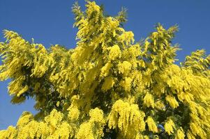 the yellow flower of the mimosa in spring photo