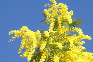 the yellow flower of the mimosa in spring photo