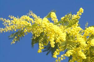 the yellow flower of the mimosa in spring photo