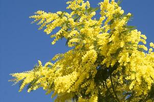 el amarillo flor de el mimosa en primavera foto