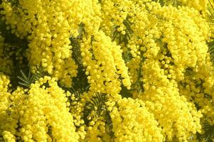 the yellow flower of the mimosa in spring photo