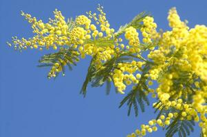 the yellow flower of the mimosa in spring photo