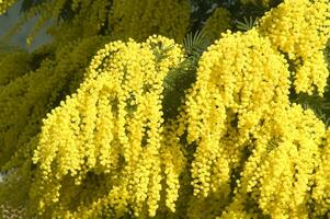 the yellow flower of the mimosa in spring photo