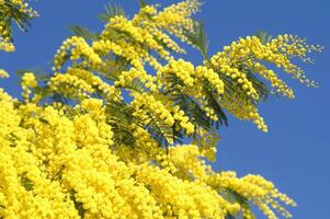 the yellow flower of the mimosa in spring photo