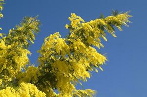 el amarillo flor de el mimosa en primavera foto