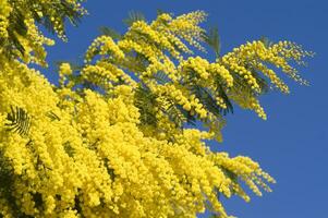 the yellow flower of the mimosa in spring photo