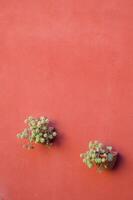 two pots of plants on a wall photo