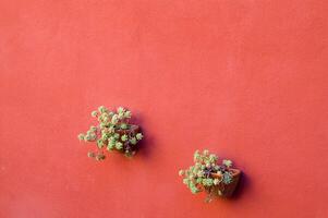 two pots on a red wall photo