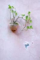 a plant is growing in a pot on a pink wall photo