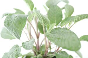 rosemary plant on white background photo