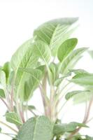 rosemary plant on white background photo