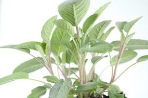 Romero planta en blanco antecedentes foto