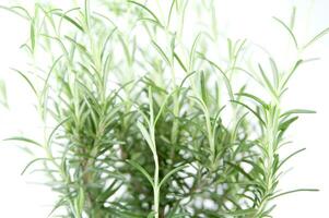 rosemary plant on white background photo