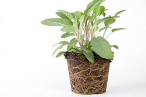 rosemary plant on white background photo