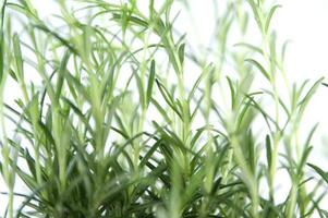 rosemary plant on white background photo