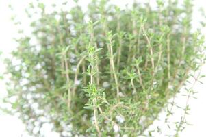 a close up of a bunch of herbs photo