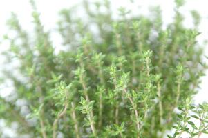 a close up of a bunch of herbs photo