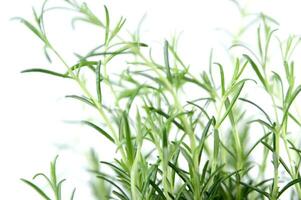 rosemary plant on white background photo