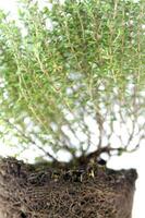 a close up of a bunch of herbs photo